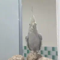 عروس هلندی سالم ولی نمیدونم نره یا ماده