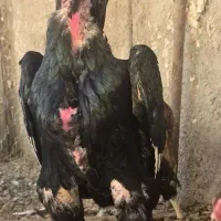 جوجه اوشامو فستیوالی   لاری