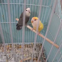جفت طوطی برزیلی  بدون قفس معاوصه هم دارم