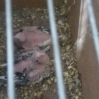 جوجه عروس هلندی