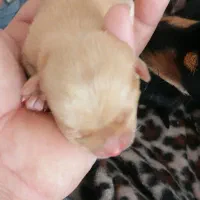 توله پاکوتاه فنجونی واگذاری