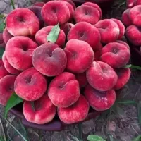 فروش نهال هلو ،هلو انجیری