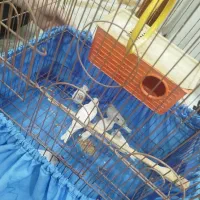 فنچ|پرنده|جوانرود, |دیوار