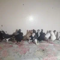 20عدد کفتر پرشی