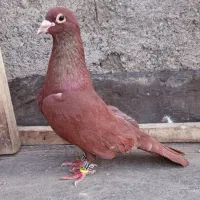 یک نر سرخ کرمونی عتیقه باب دل جوجه کشی و هوا