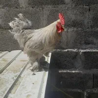 خروس فانتزی|پرنده|رشت, دروازه لاکان|دیوار