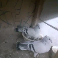 پرنده