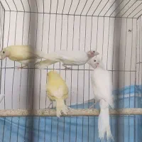 جوجه قناری