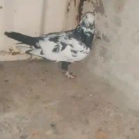 کبوتر پا پر|پرنده|اهواز, کوی رمضان|دیوار
