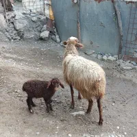 گوسفند سه شیره بابره نر درجه یک قیمت 19ملیون 700