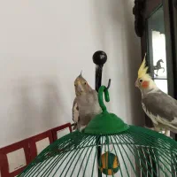قفس به همراه عروس