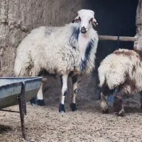 فروش ویژه شگفت انگیز قوچ هترو نر همووبره|حیوانات مزرعه|بجنورد, |دیوار