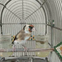 سهره دورگ سرسیا ماده جوجه قفسی زیر دهنی پر زور|پرنده|شیراز, رکنآباد|دیوار