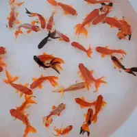 ماهی قرمز|ماهی|چناران, |دیوار