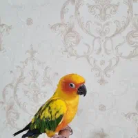 طوطی خورشیدی|پرنده|سیرجان, |دیوار