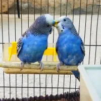 فروش یک جفت مرغ عشق مولد جوان،سالم و زیبا با لانه