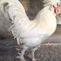 تخم مرغ نطفه دار|حیوانات مزرعه|اردبیل, |دیوار