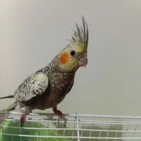 جوجه|پرنده|خوانسار, |دیوار