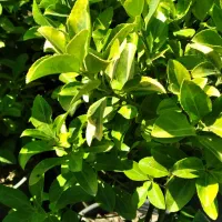 شمشاد طلایی و یاس هلندی گلدان شماره هفت|گل و گیاه طبیعی|کتالم و سادات شهر, |دیوار