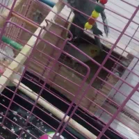 فروش دو عدد نر و ماده عروس پاریس با قفس و اتاق