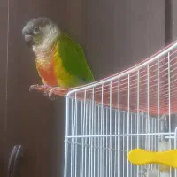 گم شدن طوطی گریتچیک درمحله شاداب لنبان