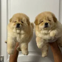 توله های چاوچاو(مشاوره رایگان در روبیکا)