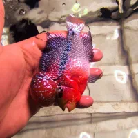 فلاور درجه یک|ماهی|فولادشهر, B4|دیوار