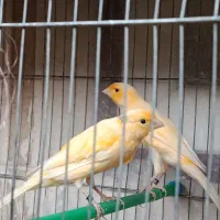 قناری نر بخون|پرنده|گلپایگان, |دیوار