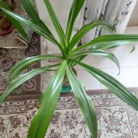 گل فروش خانگی(اشک ملکه)|گل و گیاه طبیعی|ابریشم, |دیوار