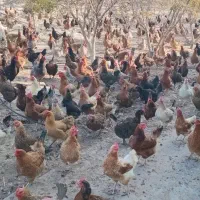 فروش‌مرغ‌تخم‌گذار|حیوانات مزرعه|گمیشان, |دیوار