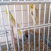 عروس هلندی ایزبلا دوکت لوتینو  آلبینو دوکت وآلبینو|پرنده|تاکستان, |دیوار