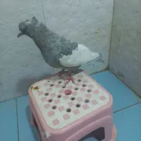 سینه الماسی|پرنده|شیراز, محراب|دیوار