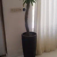 گل و گلدان|گل و گیاه طبیعی|رامجین, |دیوار