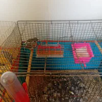 قناری با فنچ|پرنده|سبزوار, کلاته سیفر|دیوار