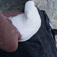 کبوتر بوم رنگه سار