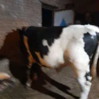 گاو