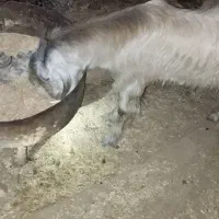 بیگ چاق|حیوانات مزرعه|اندیمشک, |دیوار