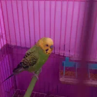 مرغ عشق زیبا