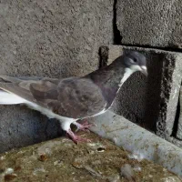 کبوتر  نر شهری و پلاکی و سینه معاوضه با گندم
