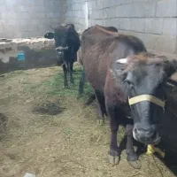 گاو گوساله باب مالچه