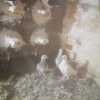 کفتر ساده پرشی