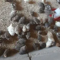 بلدرچین سرایان|حیوانات مزرعه|فردوس (خراسان), |دیوار