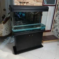 فروش اکواریم دلسا|ماهی|بومهن, |دیوار