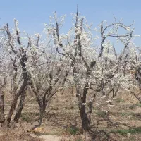 باغچه کردان جنوبی سنقراباد400-650 متری