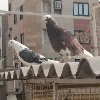 کبوتر|پرنده|تهران, زرکش|دیوار