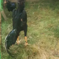 جوجه اوشامو|حیوانات مزرعه|رشت, عینک|دیوار