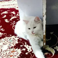 دخترهای خوشکل|گربه|بندرعباس, |دیوار