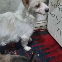 واگذاری|سگ|یزد, |دیوار