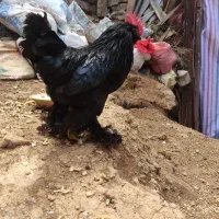 یک جفت مرغ و خروس مرندی
