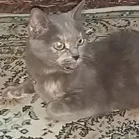 گربه اسکاتیش